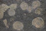 Dactylioceras Ammonite Cluster - Posidonia Shale, Germany #240202-1